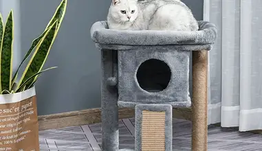 Cat Scratching Post