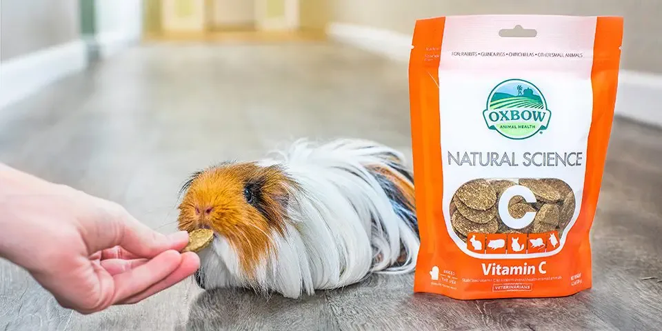 Guinea Pig Food